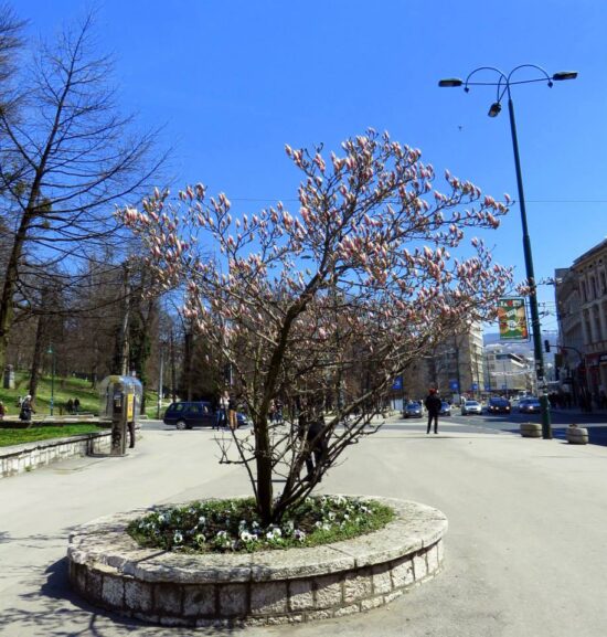 Aprilski dah Sarajeva (Sarajevo, 10. april 2015, foto: Mina Ćorić)