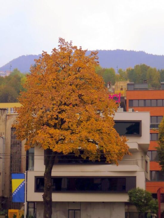 Dragi grade (Sarajevo, 16. oktobar 2016, foto: Mina Coric)